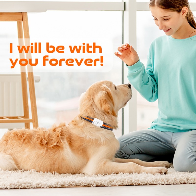 Pet GPS AGPS Tracking Device 4 - огляд і ціна Pet Supplies Discount