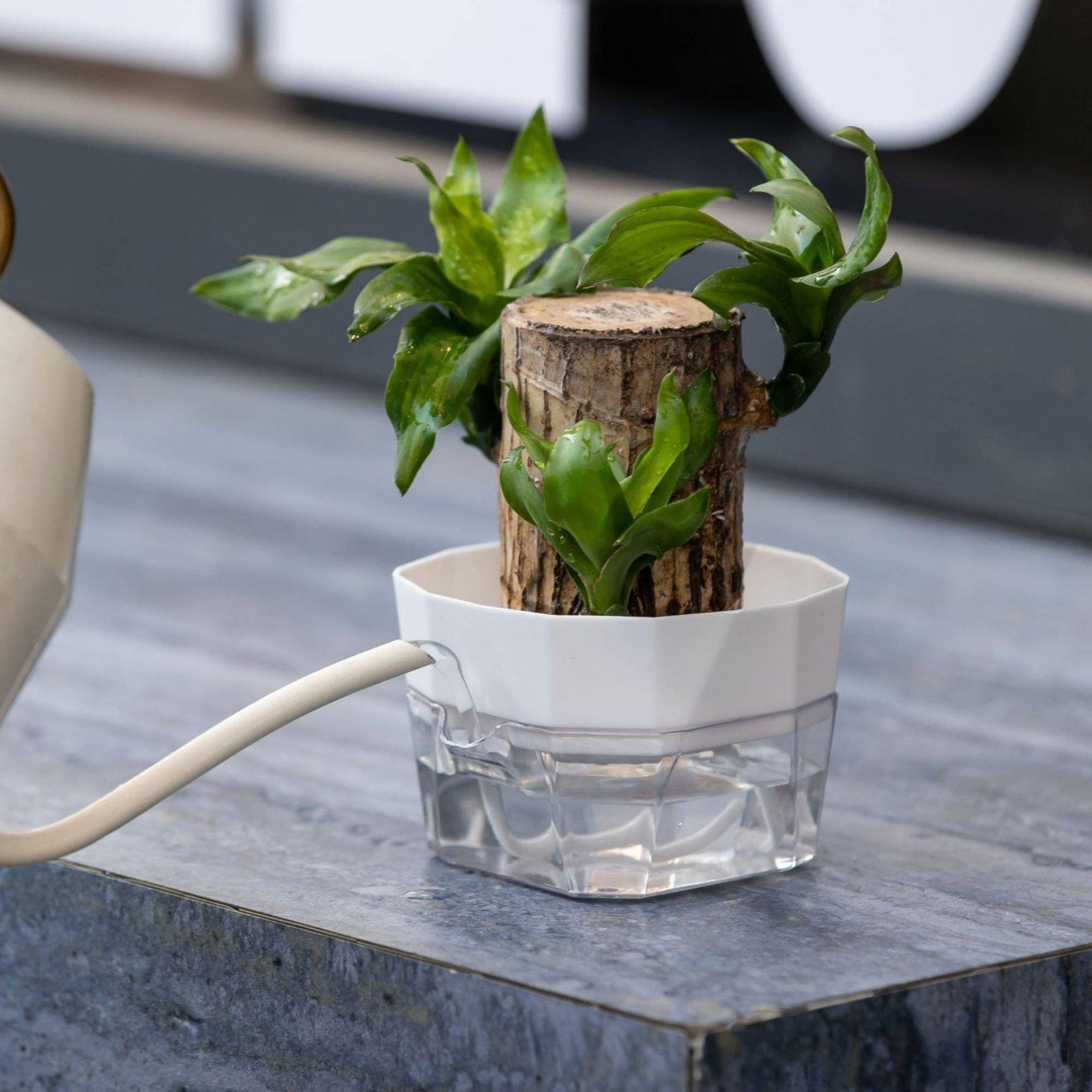 Hydroponic Vase Two Layer Self - огляд і ціна Pet Supplies Usa